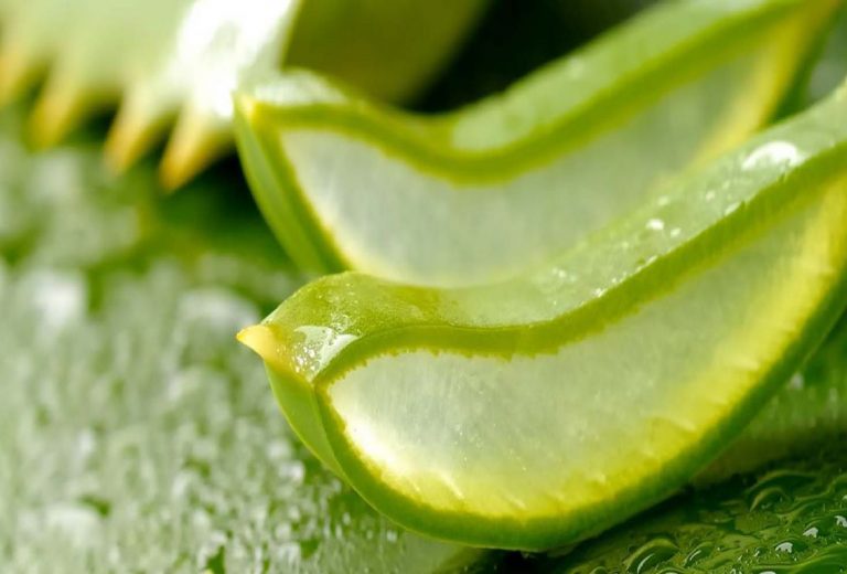 ALOE VERA AND ITS BENEFITS FOR YOUR ORAL HEALTH True Smile Works